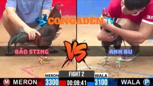 Trận 2 CPC2 Ngày 8/4/2026