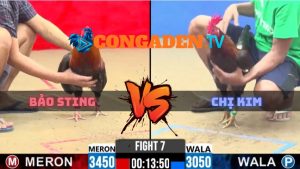 Trận 7 CPC2 Ngày 25/4/2026